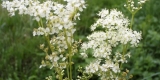 La reine-des-près pour maigrir : bienfaits et comment faire sa tisane ?